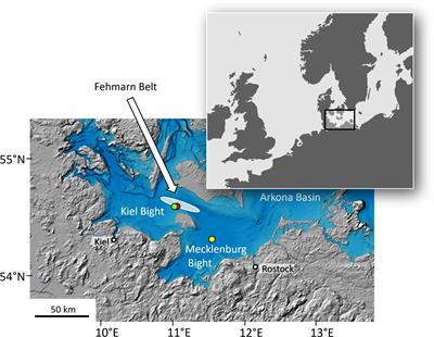 High-Resolution Reconstruction of Dissolved Oxygen Levels in the Baltic Sea With Bivalves – a Multi-Species Comparison (Arctica islandica, Astarte borealis, Astarte elliptica)